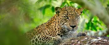 Yala National Park